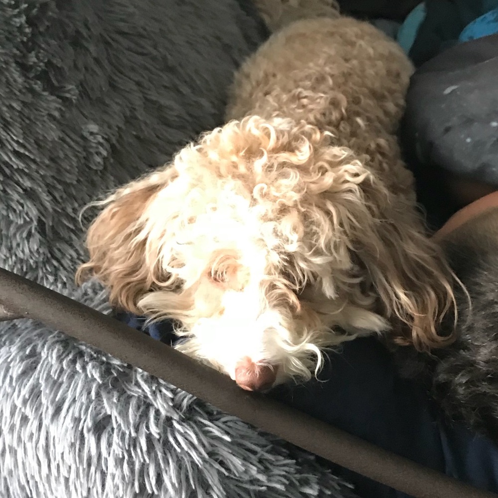 Meet your Posher, Marisol